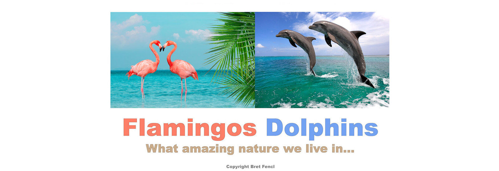 Flamingos, Dolphins, What amazing nature we live in...