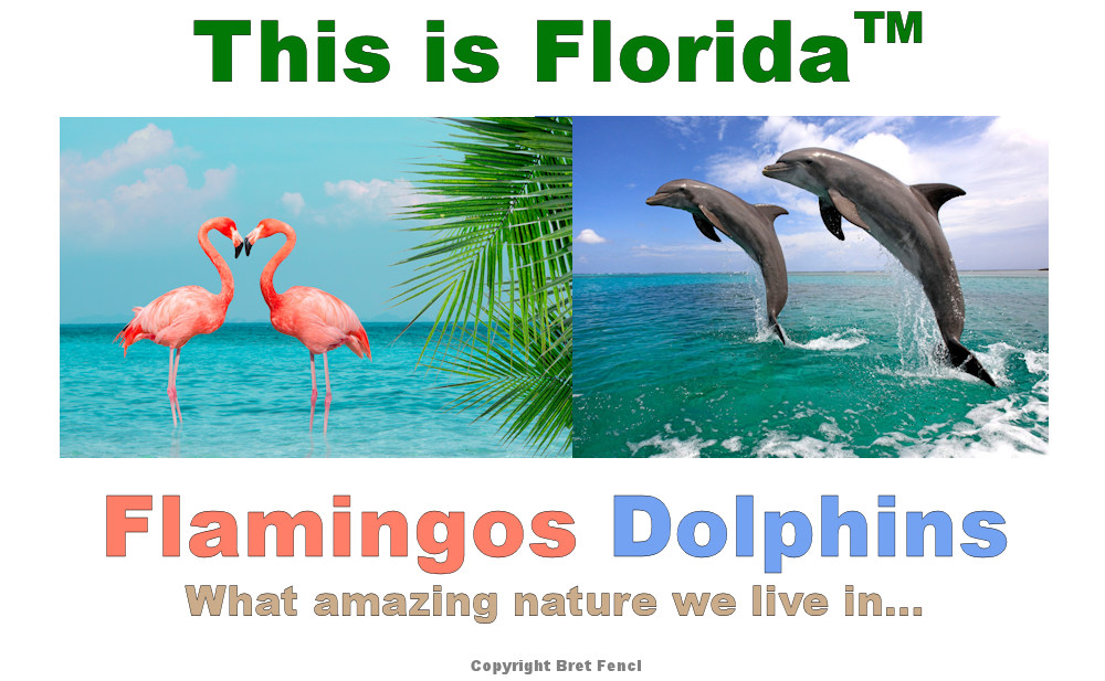 This Is Florida™ Flamingos, Dolphins, what amazing nature we live in...